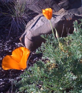 California Poppy